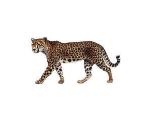 A cheetah walking on a black background.