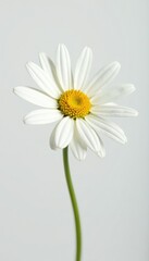 Delicate white daisy petals against a clean white background, flowers, pure, innocence
