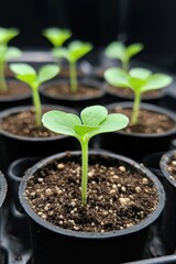 Naklejka premium Naked Gardening Day Young seedlings in pots: vibrant green growth