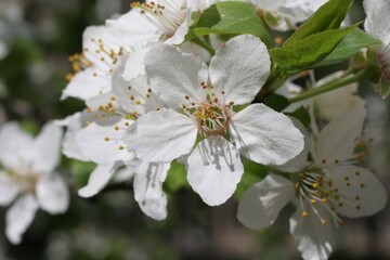 Close up of fruit flowers in the earliest springtime in an orchard in Zagreb, Croatia