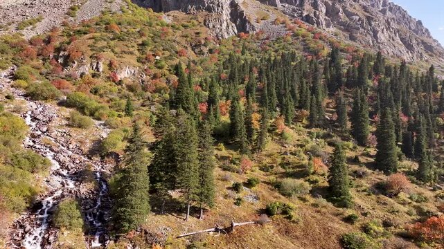 Firs and bushes on the slopes of the range. Rocks in high mountain valley in autumn. Forest in Ala Archa national park of Tian Shan mountains. Real non-AI 4K drone video