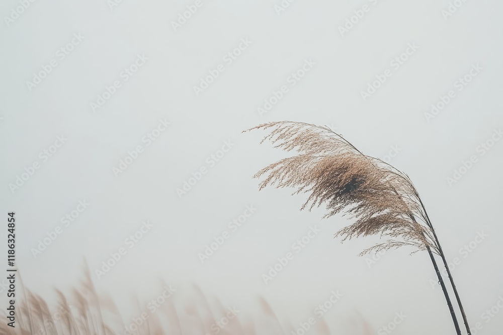 Poster delicate reeds swaying gently in the misty air, creating a serene atmosphere on a foggy day in a tra