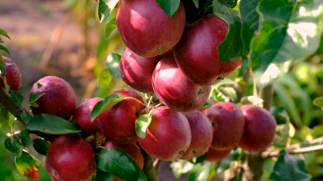 Apple harvest on a tree in an orchard. Selective focus.