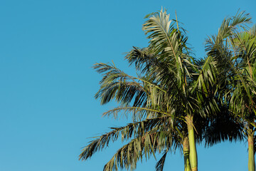 Folhas verdes de coqueiro e céu azul