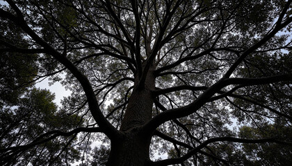 Fototapeta premium Dramatic perspective of a large tree canopy with intense contrast between light and shadow, photorealistic style