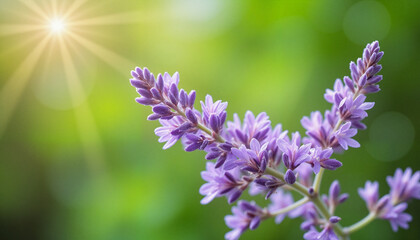 Fototapeta premium Close-up of delicate lavender flowers blooming under soft sunlight with a minimalistic green background in spring