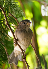 Fototapeta premium Portrait of a sparrow in the countryside. Close-up bird in natural environment. Passeridae.