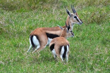 A herd of Thomson’s gazelles roams and grazes across the vast savanna of Maasai Mara, Kenya