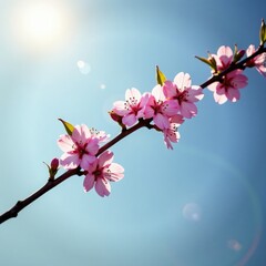 Obraz premium Pink flowers on a long hawthorn branch stretching towards sun, blossom branch, sun