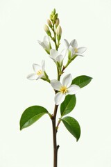 Small white flowers of Euonymus sacrosancta on a stem, nature, bloom, botany
