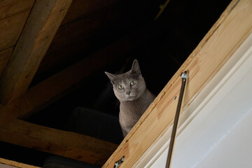 Russian Blue cat looking down from the attic