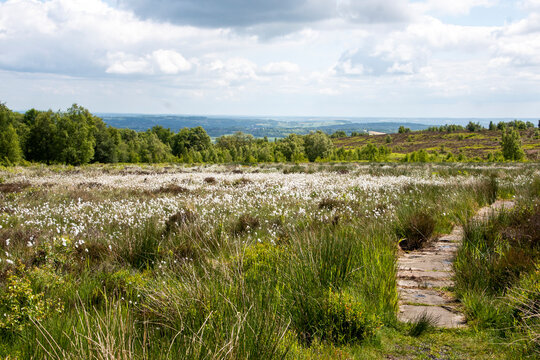White flowering cotton grass growing on wetland moorland at Blacka Moor Nature Reserve, Peak District, UK