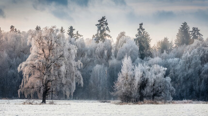 Serene Winter Forest with Snow-Covered Trees