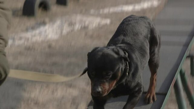 Service dog runs along obstacles with his trainer. Dog in the service of border guards. Border guards dog handlers train dogs. Dog jumps over the barrier in military exercises. Military training.