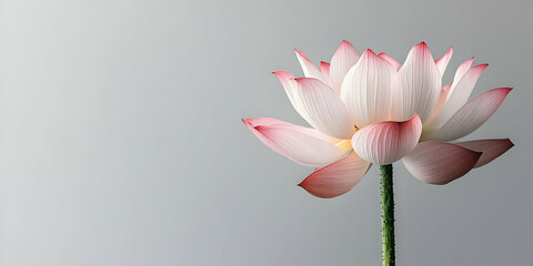 Obraz premium Pink Lotus Flower Illustration