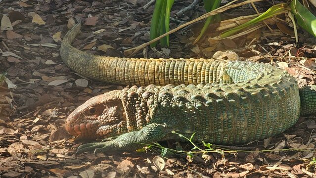 The Northern Cayman, Lizard Dracaena guianensis, Der Krokodilteu. The Caim&atilde;o of the North Lizard Dracaena guianensis, Der Krokodilteju or Krokodilski Tegu Guster