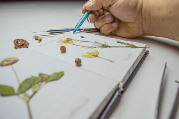 the desk of a botanical biologist and the study of the herbarium of plant species. a dried flower...