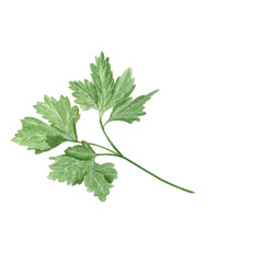 Parsley leafs watercolor illustration isolated on white. High quality illustration. Hand painted garden herb great for packages, herbal tea, oil infusions, recipe books, cards, decor and design