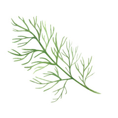 Fototapeta premium Dill leafs watercolor illustration isolated on white. High quality illustration. Hand painted garden herb great for spice packages, herbal tea, oil infusions, recipe books, cards, decor and design