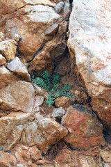 Plant growing through a stone, island of Pag, Croatia