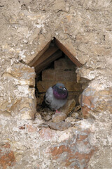 A dove stands in a stone wall in Assisi, Umbria, Italy