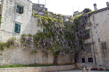 Beautiful old stone house with Wisteria tree in Sibenik, Croatia