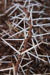 Background with branch and dried thorns of wild plant - vertical format