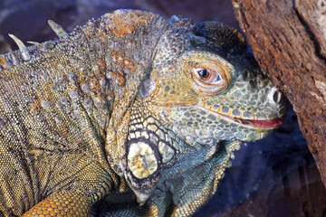 Common iguana (Iguana iguana) also called green iguana in the Zoo in Zagreb, Croatia