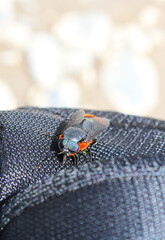 Insect Osca lata, popularly known in Chile as coliguacho, a species of fly that belongs to the Tabanidae family