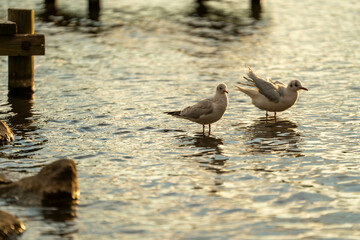 Seagulls by the Lakeside,湖畔で羽ばたくカモメたち,Seagulls on Reflective Waters,Peaceful Wildlife at Sunset