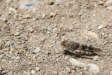 Pale-winged grasshopper camouflaged among the stones