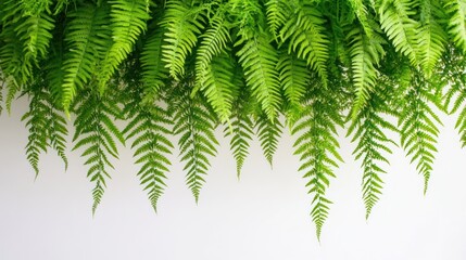 Lush green ferns cascading against a white wall, ideal for design