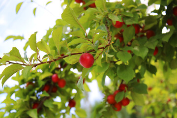 Branches with ripe red plums