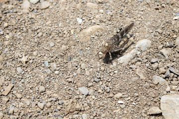 Grasshopper camouflaged among the stones
