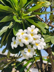 Plumeria