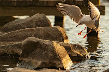 A Graceful Leap Over the Rocks,岩場を越える優雅な瞬間,Seagull in Flight Over...