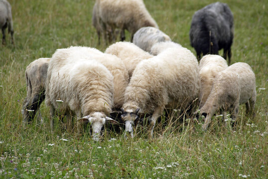 Sheep graze in a meadow on Velebit mountain, Croatia