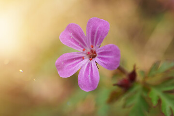 Fototapeta premium beautiful pink flower in the garden in springtime