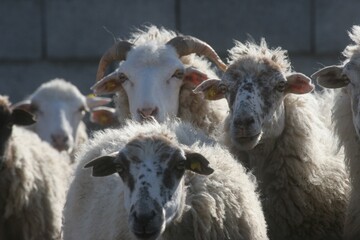 Sheep in a meadow in the village of Kolan on the island of Pag in Croatia