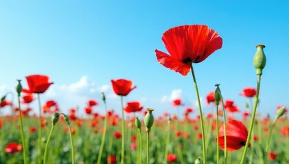 Fototapeta premium Row of red poppy stems with buds against a blue sky, landscape, poppy fields