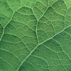 green leaf veins in springtime. abstract green background
