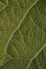 green leaf veins in springtime. abstract green background