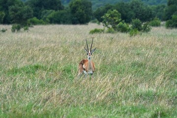 A Thomson’s gazelle gracefully roams and grazes on the savanna of Maasai Mara, Kenya, embodying the beauty of the wild.