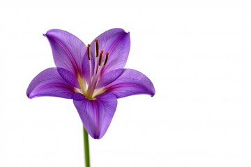Spring blooming purple lily flower isolated on white background, purple, blossom, spring blooms