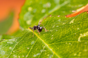 Arbeiterameise Messor denticulatus