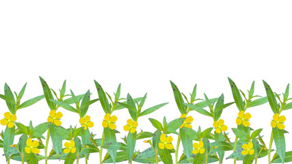 Ludwigia decurrens or willow primrose flower on transparent background, bottom background