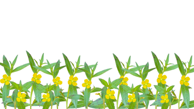 Ludwigia decurrens or willow primrose flower on transparent background, bottom background