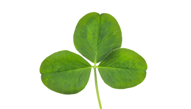 green clover leaf isolated background, single fresh three-leaf clover, vibrant green clover macro, nature symbol of luck, detailed clover leaf texture
