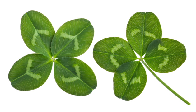 green four-leaf and three-leaf clovers on isolated background, lucky shamrock leaves close-up, natural green foliage pair, botanical clover details with stem, high-resolution plant photography isolate