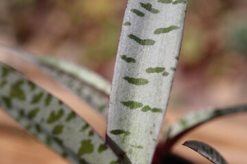 Scilla violacea Cebulica fiołkowa